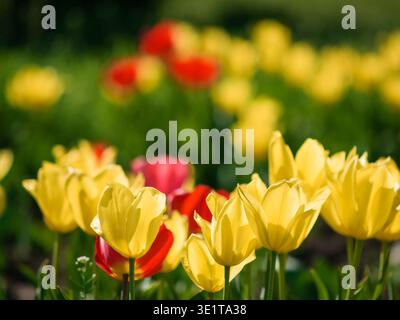 Leuchtend gelbe und rote Tulipa gesneriana blüht auf einem sonnigen Feld, Makroaufnahme aus eleganten Tulpenblüten und grünem Laub auf einem unscharfen Hintergrund Stockfoto