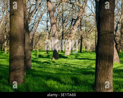 Eichenhain Quercus robur im frühen Frühjahr, majestätische Bäume auf einer dicken grünen Wiese, wunderschöne natürliche Waldszene mit warmem Sonnenlicht Stockfoto