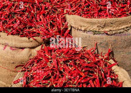 Große Sackleinen-Säcke gefüllt mit getrockneten roten Chilis werden auf einem lebhaften Markt in Udaipur ausgestellt und zeigen den Gewürzhandel aus nächster Nähe. Stockfoto