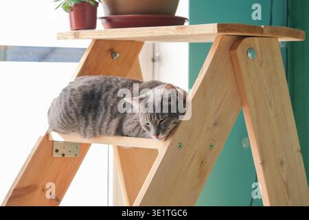 Graue Tabbykatze mit reflektierendem Kragen, die auf dem Regal einer dekorativen Holzleiter liegt und sich zum Schlafen bereit macht, großes Lichtfenster dahinter Stockfoto