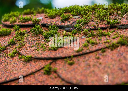 Nahaufnahme von grünem Moos, das zwischen alten Asphaltdachschindeln wächst. Stockfoto