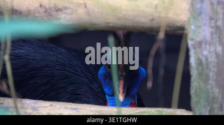 Nahaufnahme eines Cassowary Vogels mit blauem Hals und scharfem Schnabel, der durch ein Holzgehege im Wildpark von Manila Philippinen blickt. Stockfoto