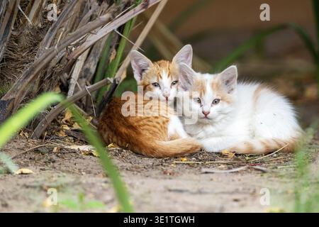 Zwei kleine Kätzchen liegen auf dem Boden in einem Garten in Maun, Botswana Stockfoto