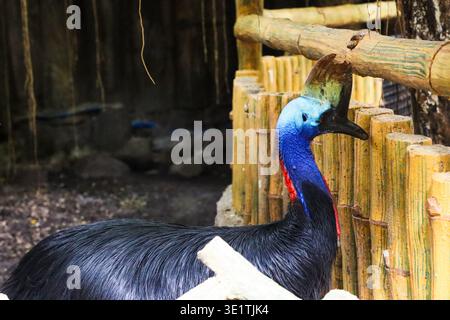 Cassowary-Vogel in der Nähe von Holzzaun im Zoogehege mit detaillierten farbenfrohen Köpfen und tropischer Tierwelt auf den Philippinen. Stockfoto