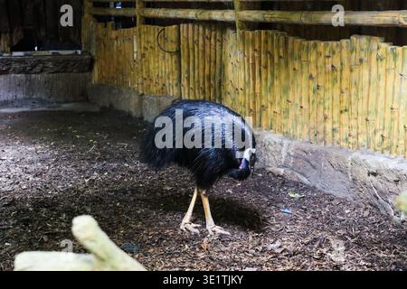 Cassowary Vogel spazieren auf dem Boden im Zoogehege mit Bambuszaun und tropischer Tierwelt auf den Philippinen. Stockfoto
