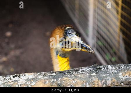 Nahaufnahme des Cassowary-Kopfes mit Blick über den Zaun im Zoogehege mit detailliertem Auge und farbenfrohem Hals in tropischer Umgebung. Stockfoto
