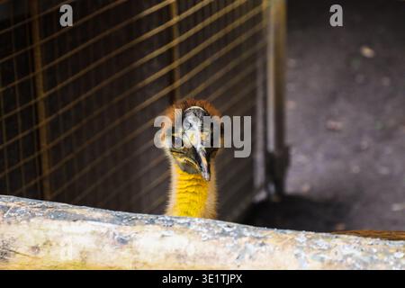 Cassowary-Vogel blickt direkt nach vorne über einen Zaun im Zoogehege mit detailliertem Gesicht und farbenfrohem Hals in tropischer Umgebung. Stockfoto