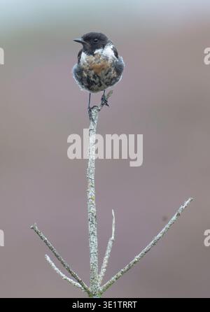 Juveniler Steinechat Thursley Common Surrey Stockfoto
