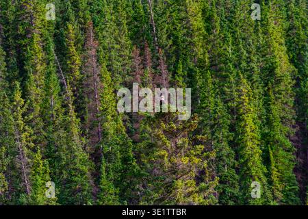 Hintergrund. Ein Weißkopfseeadler auf einem Baum vor der Kulisse eines Nadelwaldes. Banff National Park, Alberta, Kanada Stockfoto