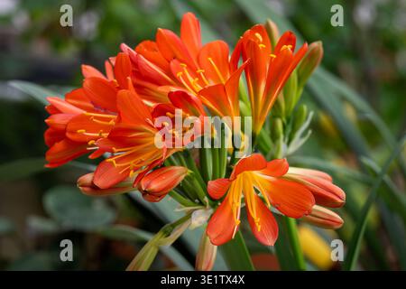 Zimmerpflanze mit orangefarbenen Blten in hellem Wohnbereich. Natrliche  Einrichtung, Frische, Harmonie und Wohlbefinden durch botanische Prsenz in  zeitgenssischer Atmosphre Stockfotografie - Alamy