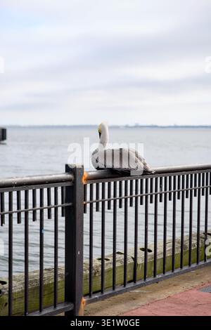 Brauner Pelikan, der auf dem Geländer am Wasser in der ruhigen Bucht liegt Stockfoto