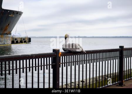 Brauner Pelikan am Geländer an ruhiger Uferpromenade mit Schiffsbogen Stockfoto