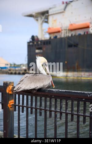Brauner Pelikan auf Geländer im Hafen von Pensacola Stockfoto