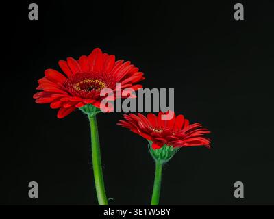 Gerbera, rote Blume auf schwarzem Hintergrund aus nächster Nähe Stockfoto
