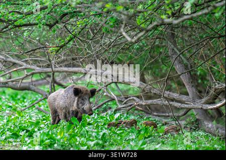 Wildschweine (Sus scrofa) spazieren zwischen Ferkeln im dichten grünen Wald. Abgefallene Äste und frisches Laub sind sichtbar. Stockfoto