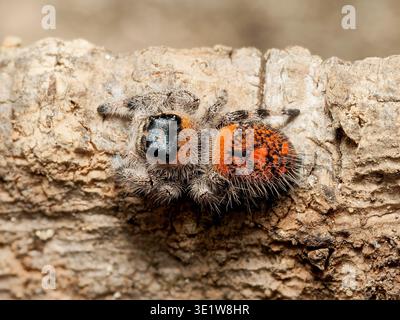 Makro einer königlichen Springspinne (Phidippus regius) mit hellorange gemustertem Bauch auf der Rinde, mit detaillierten Augen und Textur. Stockfoto