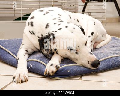 Porträt eines dalmatinischen Hundes (Canis Lupus familiaris), der sich im Innenbereich auf einem Kissen aufhält und eine entspannte Haltung und ein charakteristisches geflecktes Fell zeigt. Stockfoto