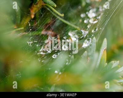 Makroaufnahme eines Spinnennetzes, bedeckt mit Tautropfen zwischen grünen Blättern. Empfindliche Naturszene mit Wassertropfen und komplizierten Netzstrukturen Stockfoto