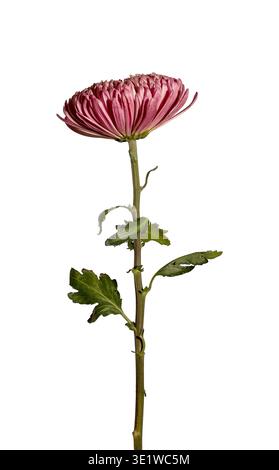 Einzelne rosafarbene Chrysantheme mit langem Stiel und grünen Blättern isoliert auf weißem Hintergrund. Studio-Aufnahme von blühenden Gartenblumen mit detaillierten Blütenblättern und Stockfoto