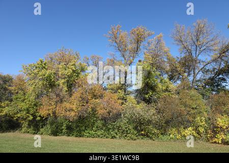 Herbstfarben überholen Grün im dichten Borealen Wald unter klarem tiefblauem Herbsthimmel (ländlich, Landschaft) Stockfoto
