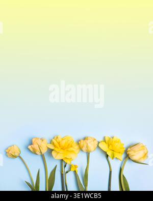 Frühlingsblume von gelben Tulpen und Narzissen auf blaugelbem Hintergrund. Flache Ladefläche, Kopierraum. Hallo Frühling Stockfoto