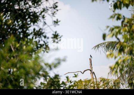 Kleiner Vogel auf trockenem Baumstamm umgeben von tropischer Vegetation in Bang Krachao Bangkok Thailand. Palmen und natürliches Grün sichtbar in tr Stockfoto