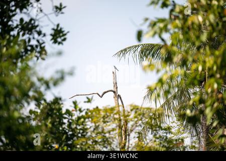 Kleiner Vogel auf trockenem Baumstamm, umgeben von Palmen und tropischer Vegetation in Bang Krachao Bangkok Thailand. Natürliche Waldumgebung Dur Stockfoto