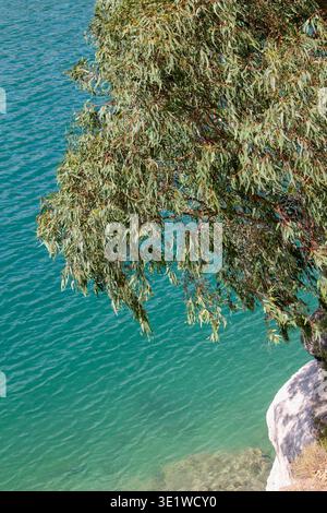 Blick aus einem hohen Winkel auf türkisfarbenes Wasser mit überhängendem Baum und felsiger Klippe Stockfoto