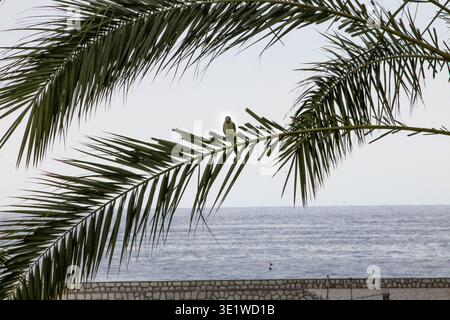Kleiner grüner Sittich auf Palmblatt mit Blick auf das Mittelmeer Stockfoto