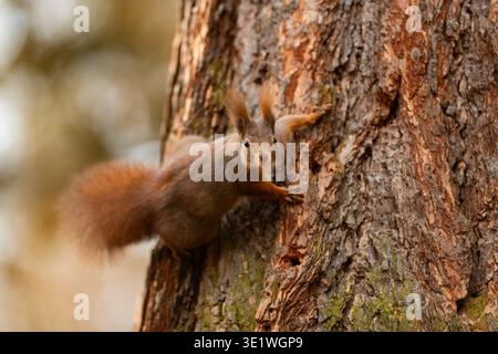 Das rote Eichhörnchen (Sciurus vulgaris) klettert auf Baumrinde im Wald. Flauschige Schwanz- und Ohrbüschel sind sichtbar. Stockfoto