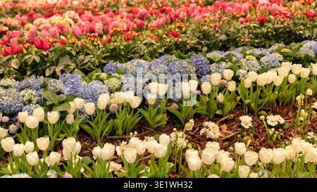 In einer farbenfrohen Blumenausstellung werden weiße Tulpen, rosafarbene Hyazinthen und blaue Hortensien in einem Garten präsentiert. Stockfoto
