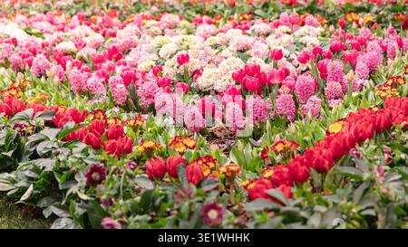 Eine lebendige Gartenszene zeigt eine Fülle rosa und roter Tulpen und Hyazinthen üppiges grünes Laub ergänzt die Vielfalt der blühenden Blumen capt Stockfoto