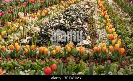 Reihen von bunten Tulpen und weißen Blumen werden in einem Garten präsentiert Gelb-orange-rote und lila Blüten Frühlings- oder Blumenmotive. Stockfoto