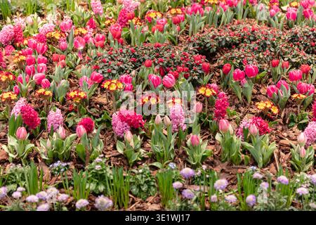Eine lebhafte Darstellung rosafarbener und roter Tulpen, Hyazinthen und Primeln, füllt einen Garten, in dem Frühlingsfeiern mit Blumenmotiven und botanischen Themen gefeiert werden. Stockfoto