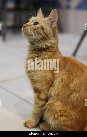 Orangefarbene Tabbykatze, die aufrecht auf einem gefliesten Boden sitzt, mit abgehobenen Ohren nach oben blickt, umgeben von verschwommenen Innenmöbelelementen in einem sanft beleuchteten Innenraum Stockfoto