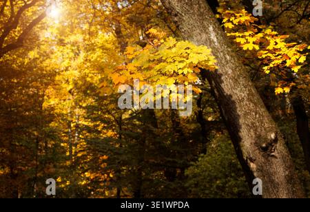 Sonnenlicht strömt durch ein dichtes Walddach und beleuchtet die leuchtenden goldenen und gelben Blätter der Herbstbäume in einer atemberaubenden Naturschauspiel Stockfoto