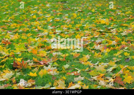 Ein Teppich aus herabfallenden Herbstblättern in Gelb-, Orange- und Rottönen bedeckt einen üppigen grünen Rasen und schafft eine malerische saisonale Szene Stockfoto