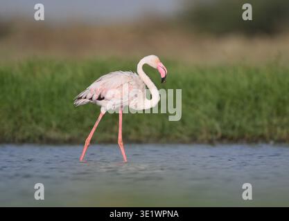 Rosaflamingo - Phoenicopterus roseus Stockfoto