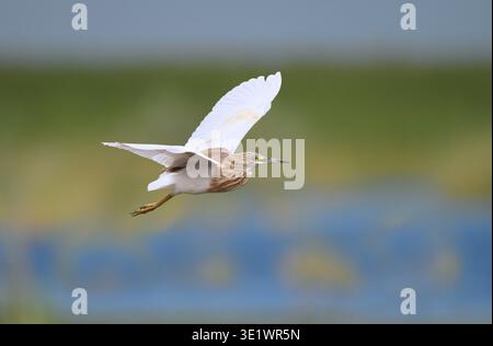Squacco Heron - Ardeola ralloides Stockfoto