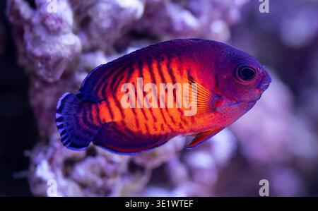 Nahaufnahme eines jungen Twospined Angelfish (Centropyge bispinosa) Stockfoto