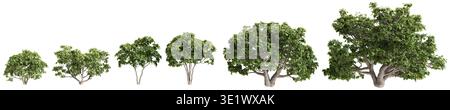 Mehrere Ficus carica Bäume 3D Illustration auf weißem Hintergrund Stockfoto