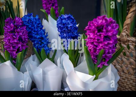 Topfhyazinthe mit leuchtenden Blumensträuchern in einem Einzelhandelsdisplay für Gartenliebhaber. Konzept des Kinderhandels, des frischen Blumenprodukts und der Ästhetik Stockfoto