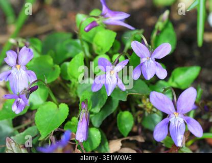 Gemeiner Hund Violet, Viola riviniana, blüht im März. UK. Stockfoto