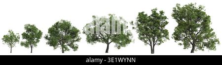 Mehrere Quercus faginea Trees 3D Illustration auf weißem Hintergrund Stockfoto