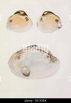 Perltragende Unios – drei Muschelschalen, von denen jede eine natürliche Perle im Inneren des Perlmutts enthüllt und eine detaillierte Vintage-wissenschaftliche Illustration von Meeresjuwelen präsentiert. Aus dem Buch der Perle die Geschichte, Kunst, Wissenschaft und Industrie der Königin der Edelsteine von Kunz, George Friedrich, 1856-1932, veröffentlicht 1908 Stockfoto