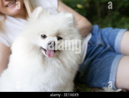 Der süße weiße flauschige Spitz genießt die Liebe seiner Besitzer beim Spaziergang in der Natur. Die Freude, dein Haustier zu lieben Stockfoto