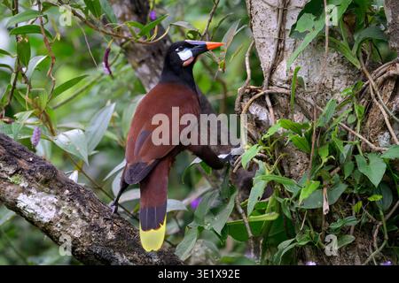 Männliche Montezuma Oropendola (Psarocolius montezuma) in Zuchtgefieder mit gelbem Schwanz und Kastaniengefieder in Rancho Naturalista, Costa Rica. Stockfoto