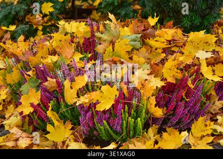 Heidekraut (Calluna vulgaris) oder Erica bedeckt mit Herbstlaub auf einem Friedhof in Bayern, Deutschland, Europa Stockfoto