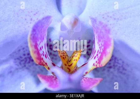 Makroaufnahme einer Orchideenblume (Orchidaceae), Deutschland, Europa Stockfoto
