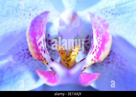 Makrofoto einer Orchideenblume, Deutschland, Europa Stockfoto